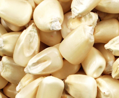  White Maize 